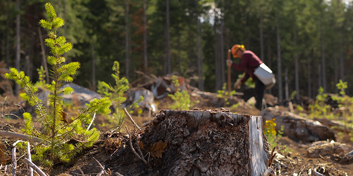 Webinar – Reforestation Considerations After Wildfire