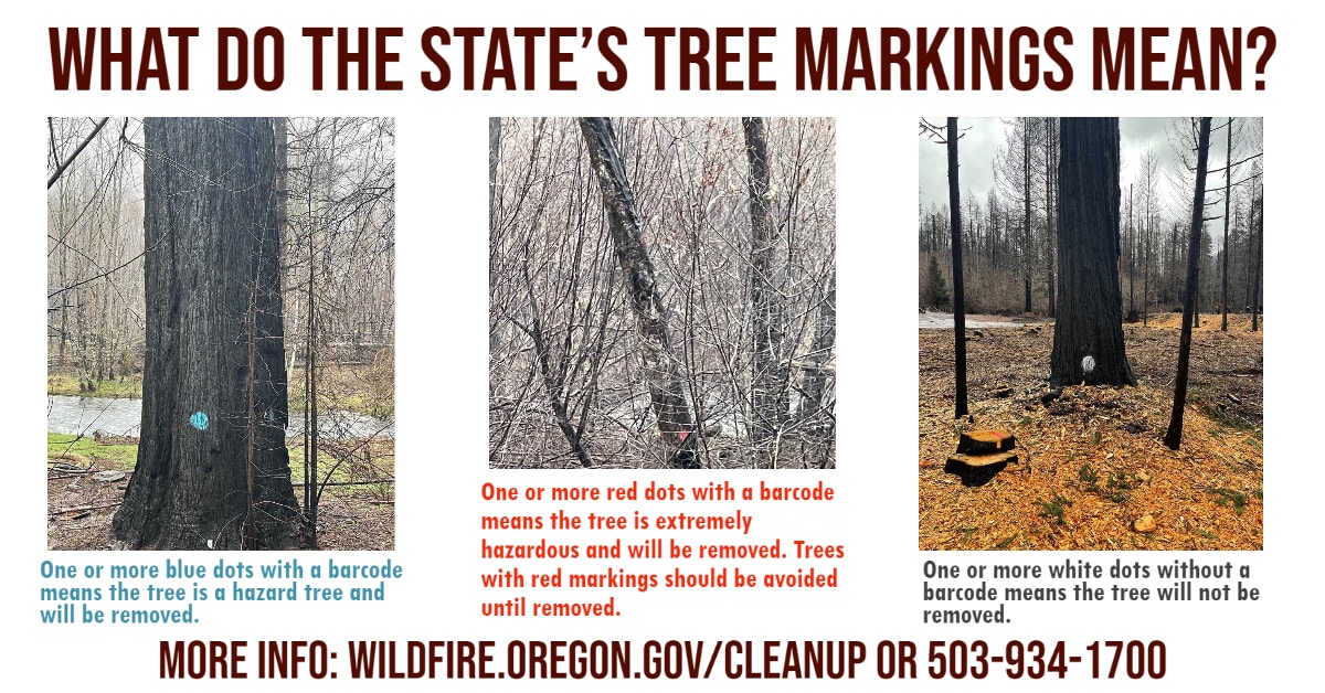 Hazard Tree Markings Explained McKenzie Recovery