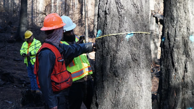 Re-Marking of Hazard Trees Underway Soon